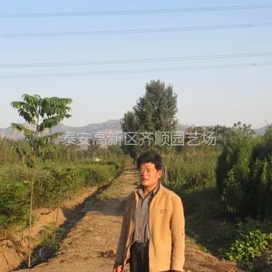 供应板栗树苗价格 山东板栗苗木供应 板栗苗成品苗