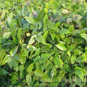 供应大量批发供应温江苗木城乡绿化苗木优质藤本植物油麻藤