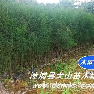 供应木麻黄(沿海防风防护林）