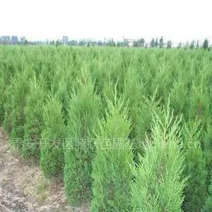 供应供应侧柏苗-出售侧柏苗-侧柏苗价格-侧柏容器苗-侧柏苗基地