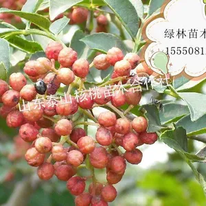 供应花椒苗,花椒苗,花椒苗价格,泰安花椒苗