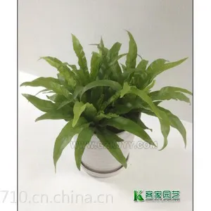 供应室内绿植盆栽出租出售广州租花公司教会你如何正确摆置室内盆栽