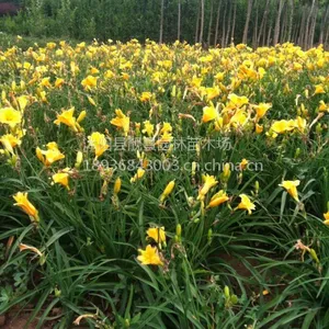 供应大花萱草 金娃娃萱草 日本矮麦冬 金边麦冬草 鸢尾 绿化苗木