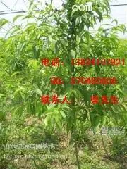 供应4公分苹果树*5公分苹果树*6公分苹果树*8公分苹果树