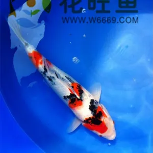 供应自家产昭和锦鲤40-45cm