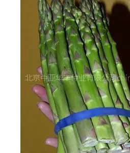 供应芦笋种子//芦笋种子介绍//