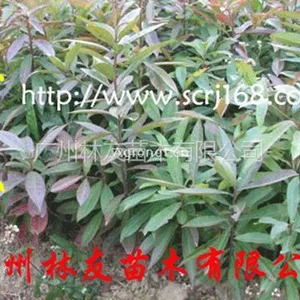 供应大量供应优质荷木树苗(木荷苗)