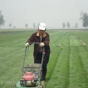 西安早熟禾草坪种植基地