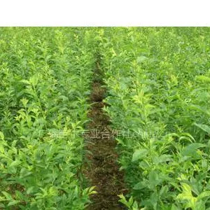 供应供应杏树苗,山西杏树苗,优质杏树苗基地