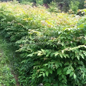 供应栾树苗50-200公分高1-3公分 栾树小苗 栾树价格