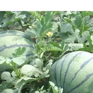 供应陕西西瓜,陕西西瓜批发,陕西西瓜价格,陕西毛桃价格