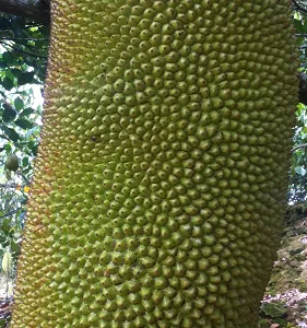 长期供应海南菠萝蜜