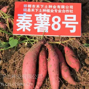 禾下土秦薯8号脱毒红薯苗彩色鲜食红薯市场前景广阔、苗高25cm、高产好品质
