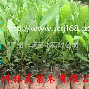 供应大量供应大叶相思苗(马占相思)