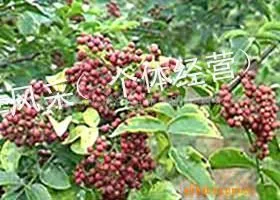 供应山东花椒苗 花椒苗基地 山东花椒苗 花椒苗山东园艺 山东花椒苗图片