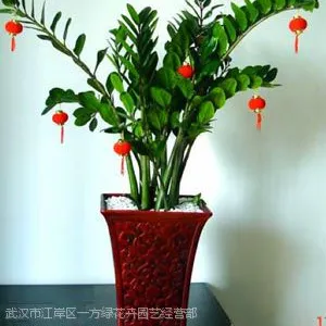 供应武汉植物租赁,武汉植物基地植物租赁