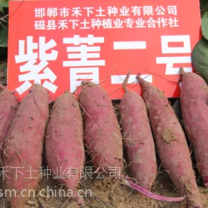 禾下土脱毒紫菁二号红薯苗商品性高、综合性状好