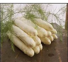 供应种子公司|芦笋种子|芦笋种子价格