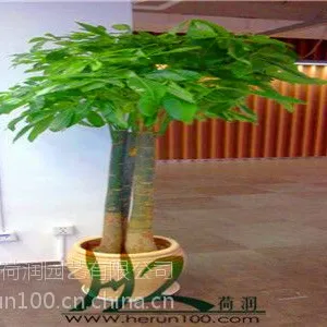 ��Ӧ�Ϻ�����԰��ֲ���̻����ޡ�����������