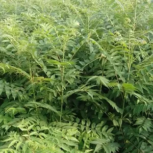 香椿苗,香椿树苗,山东香椿苗批发价,1公分香椿苗
