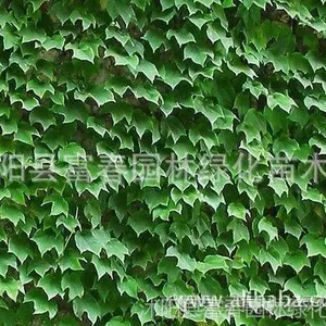 供应常春藤、常春藤苗,别名长春藤、常青藤、长青藤等苗木