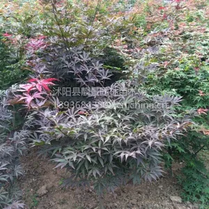 供应红枫1-6公分绿化苗木红枫价格