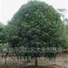 供应5公分桂花价格|桂花价格|桂花树批发