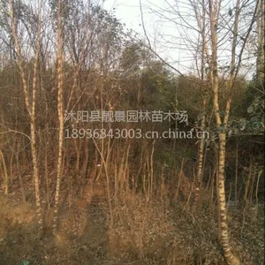 江苏构树1-12公分价格构树苗苦楝桑树苗价格绿化苗木