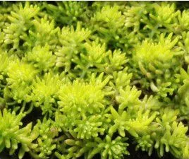 沭阳苏怡花卉园艺场