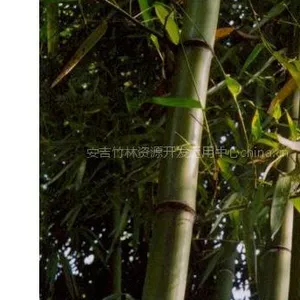 ��Ӧ�ڲ��������� ������ �̻��� �ʺ��μ����ֲ