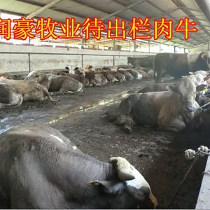 鲁西黄牛多少钱一头 贵州鲁西黄牛价格