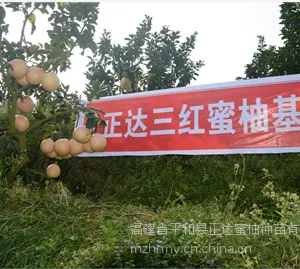 湖南哪里有出售蜜柚苗,红肉柚子苗找平和县正达蜜柚苗场