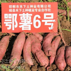 禾下土高淀粉型红薯苗商薯19、徐薯22、鄂薯6号,供应高品质脱毒甘薯苗