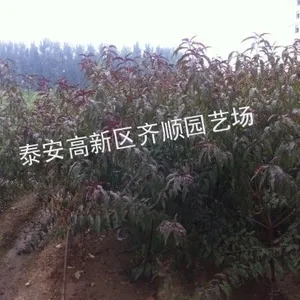 供应红叶碧桃苗木种植 山东碧桃果苗园艺场 碧桃价格