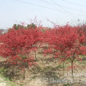 ��Ӧ�������۸� �ձ����С������ ���ȫ�Լ�����***����