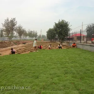 兰州早熟禾草坪销售
