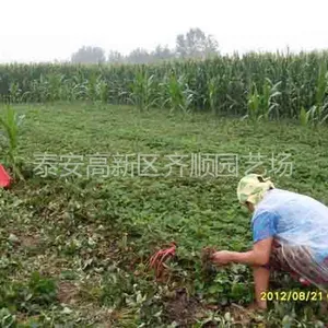 供应供应草莓苗，山东草莓苗，草莓苗如何购买?