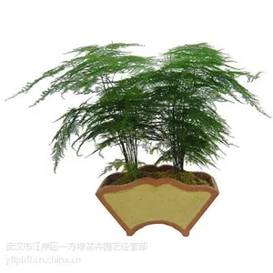 供应武汉植物租赁,专业武汉植物租赁
