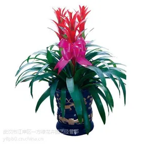 供应武汉植物租赁,武汉植物租赁价格