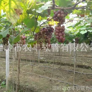 供应香蕉葡萄专用微喷带/N65型微喷带&Phi;40mm/浙江微喷带生产厂家