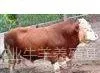供应山东肉牛养殖场西门塔尔牛哪个价格***