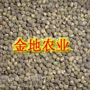 新种子上市黄秋葵种子黄秋葵种植繁育基地红秋葵种子