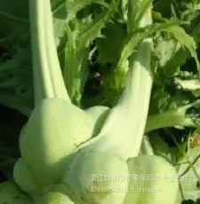 供应供应桐乡榨菜种子