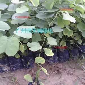 供应供应宫粉紫荆小苗