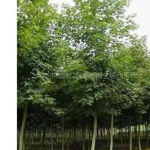 枫香,枫香价格,枫香树价格,枫香树苗
