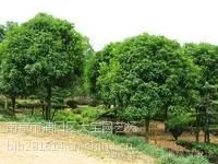 供应各种规格桂花