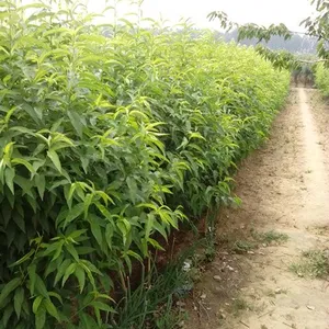 4���״��������Ҷ���Ǯһ�ã���Ҷ���Ҽ۸������������ұ���
