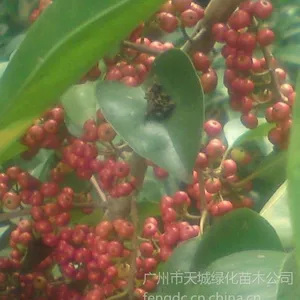 铁冬青苗-冬青价格-白银香树