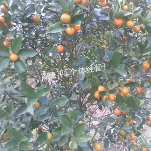大量供应遂川优质,金桔大树,金桔果树,品种优良,树型好,口感佳
