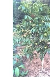 供应核桃苗价格、山西核桃苗价格、运城核桃苗价格、闻喜核桃苗价格